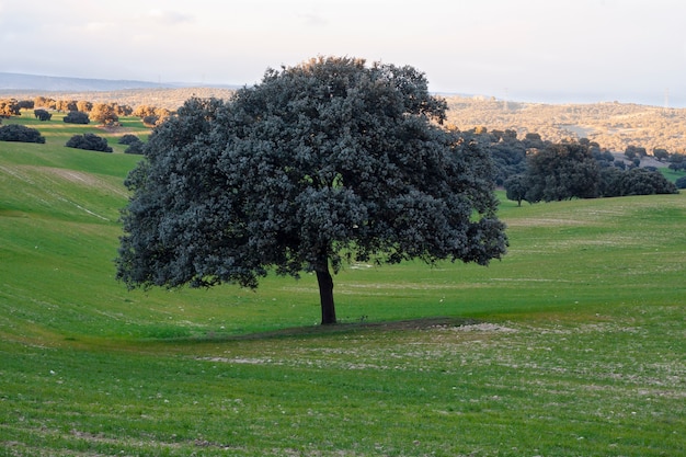 Azinheira em campo verde