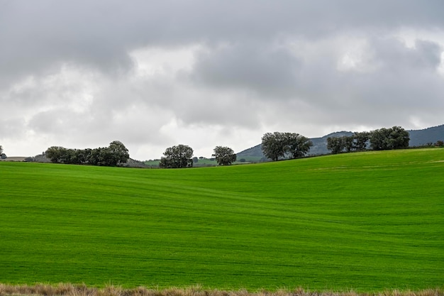 Azinheiras entre os campos de cereais verdes numa paisagem ligeiramente ondulada