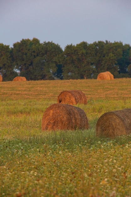 Azor al atardecer se asienta sobre grandes pacas de heno fresco, Ucrania