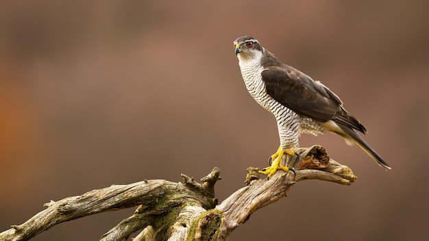 Azor del norte sentado en una rama en el bosque de otoño