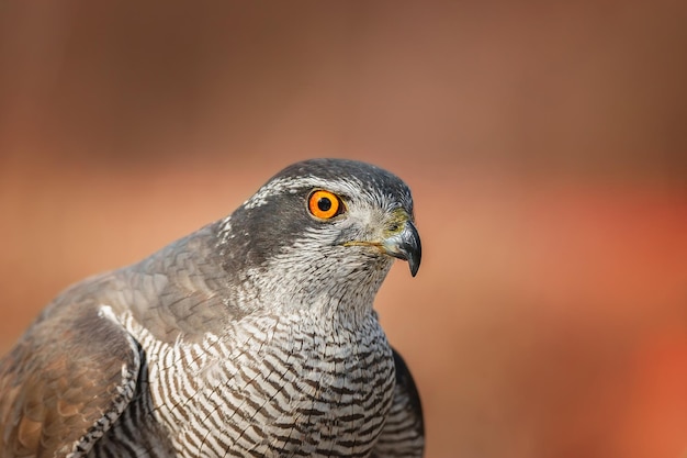 Azor norteño Accipiter gentilis adultox9