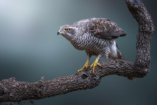 Foto azor norteño accipiter gentilis