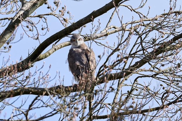 Azor norteño Accipiter gentilis