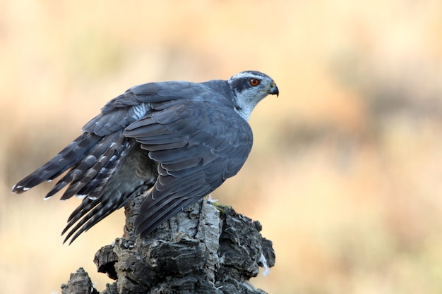 Azor norteño macho adulto protegiendo una presa recién cazada en un tronco de alcornoque con las últimas luces de un día de otoño en un bosque de robles, pinos y alcornoques