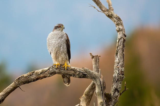 Azor norteño sentado en la rama en la naturaleza otoñal