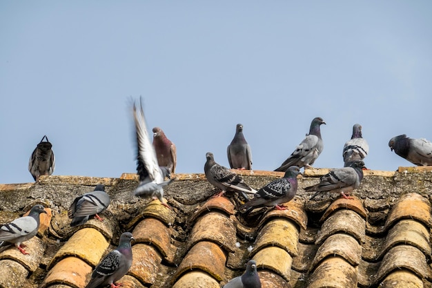 Azotea llena de palomas