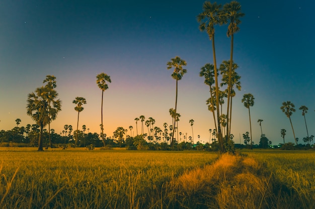 Azúcar de la palmera en el campo durante el crepúsculo.