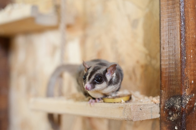 Azúcar zumos volando en contacto con el zoológico. Ardilla voladora australiana