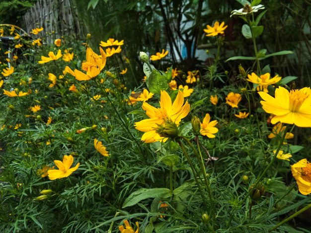 Foto azufre kenikir cosmos sulfureus