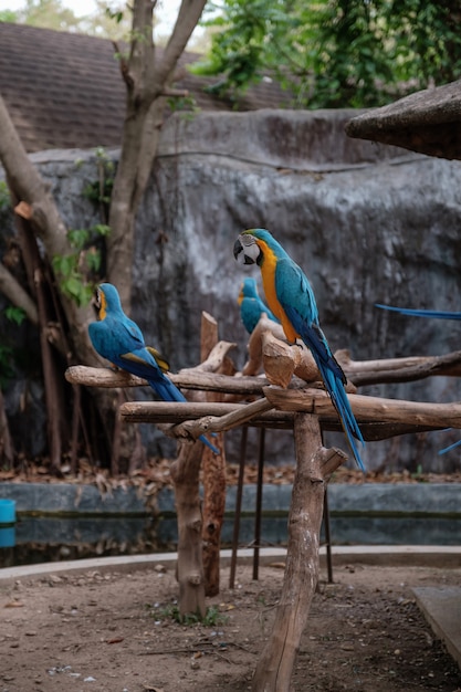 Azul y amarillo guacamayo están de pie sobre un palo.