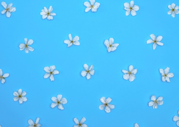 Azul, com, florescer, branca, flores cereja