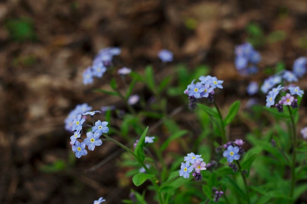 azul e terno não me esqueça com close-up na floresta selvagem