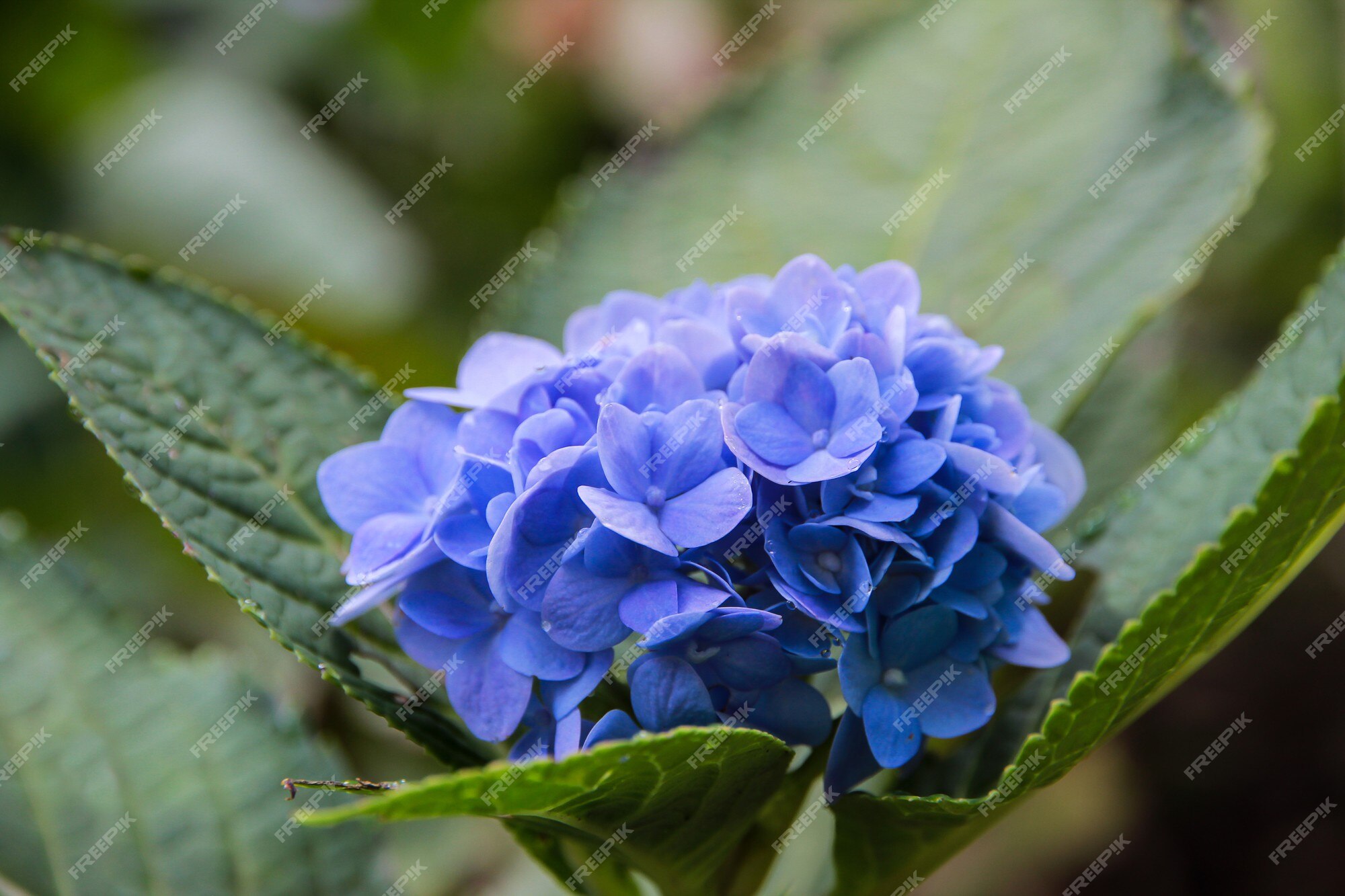 Azul, lila, violeta, púrpura flor de hortensia (hydrangea macrophylla) que  florece en primavera y verano en un jardín. hydrangea macrophylla | Foto  Premium