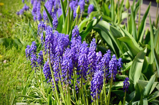 Azul muscari lindas flores pequenas no canteiro de flores