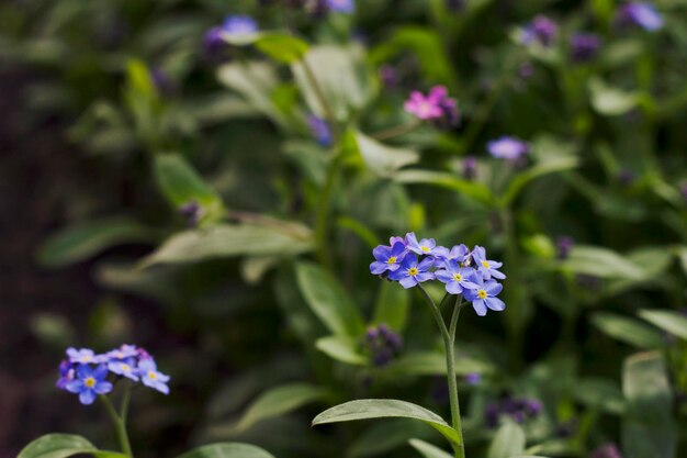 azul não me esqueça flores no jardim com close-up