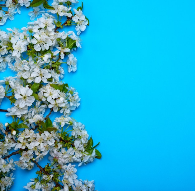 Azul con ramitas de cerezo en flor blanca.