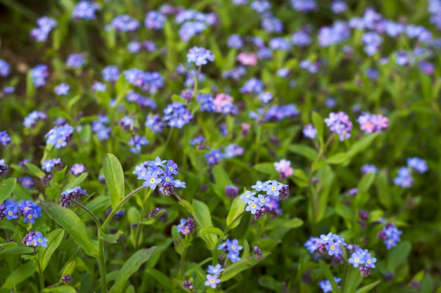 azul y rosa olvidarme no flores en el jardín