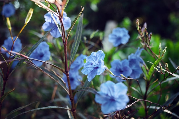 Azul Ruellia tuberosa flor hermosa flor flor verde hoja fondo primavera creciente