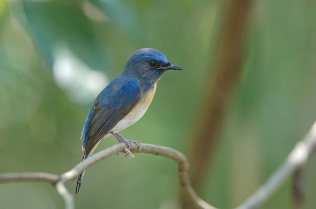 Azul-throated azul Flycatcher (Cyornis rubeculoides) em um galho na natureza Tailândia