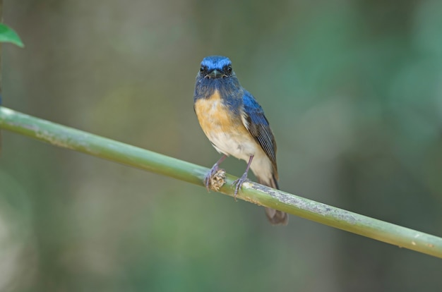 Azul-throated azul Flycatcher (Cyornis rubeculoides) em um galho na natureza Tailândia