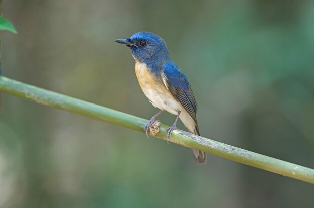 Azul-throated azul Flycatcher (Cyornis rubeculoides) em um galho na natureza Tailândia