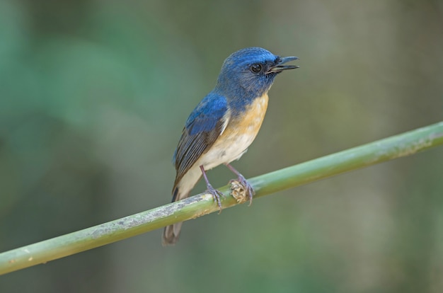 Azul-throated azul Flycatcher (Cyornis rubeculoides) em um galho na natureza Tailândia