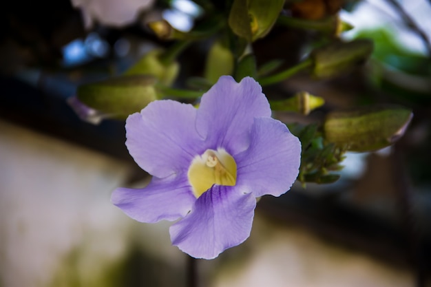 Azul, thunbergia, grandiflora, flores, em, primavera