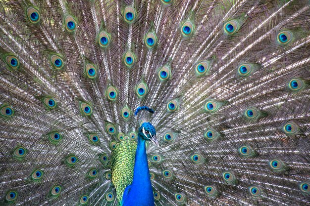 Azul y verde hermoso pavo real closeup coloridas plumas de pavo real como fondo