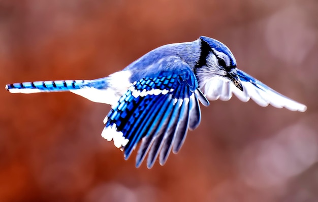 Foto un azulejero volando en el jardín