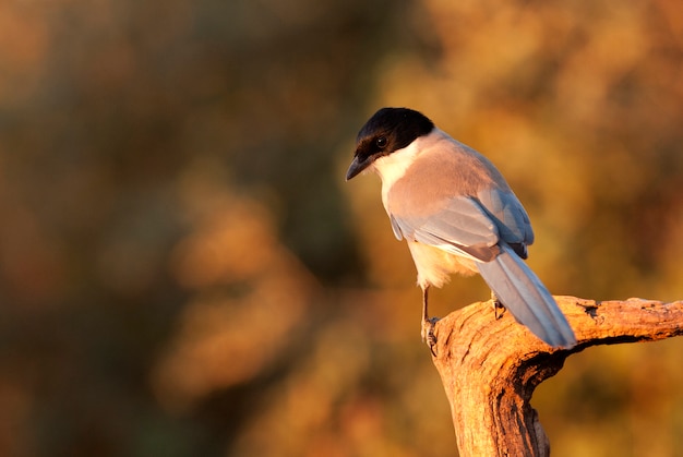 Azurblaue Elster, Vögel, Corvidae, Azurblau, Elster, Vögel, Cyanopica cyanus