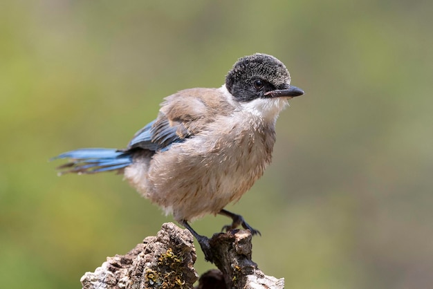 Azurewinged Urraca Cyanopica cyanus Córdoba España