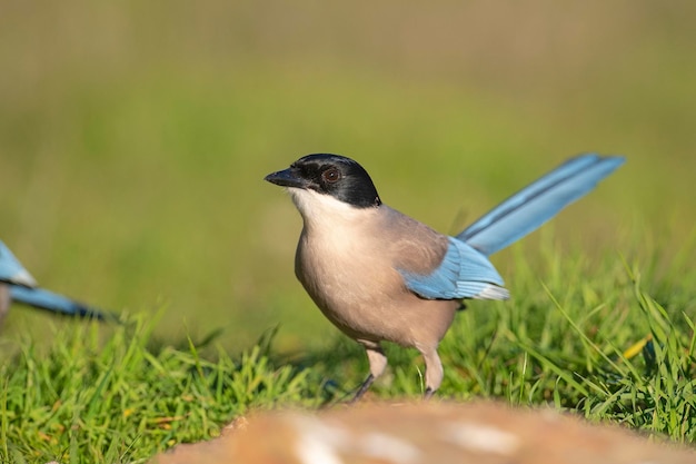 Azurflügelelster (Cyanopica cyanus) Cordoba, Spanien