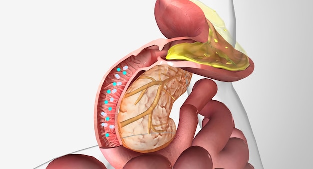 B12 y factor intrínseco en el duodeno