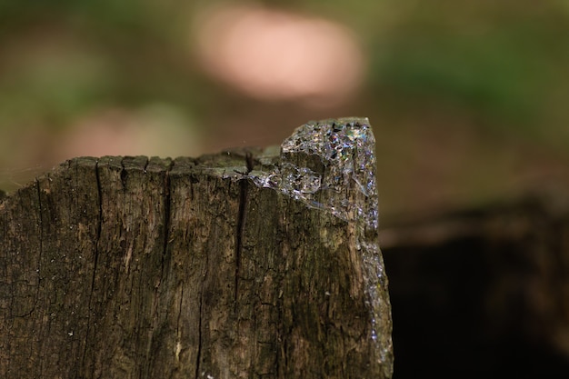 Baba de caracol en un tronco en el bosque