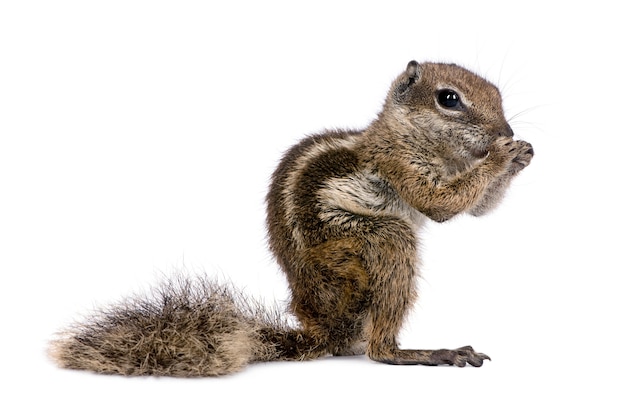 Babary Grundeichhörnchen, Atlantoxerus Getulus isoliert