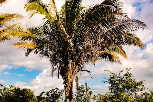 Foto babassu con racimos de coco una palmera con frutos drupacios con semillas aceitosas y comestibles