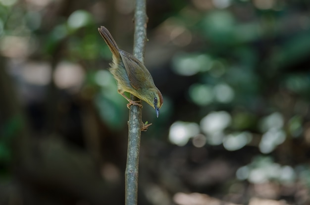 Babbler de garanhão pin-listrada na floresta tailândia