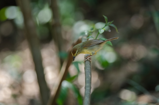 Babbler de garanhão Pin-listrada na floresta Tailândia