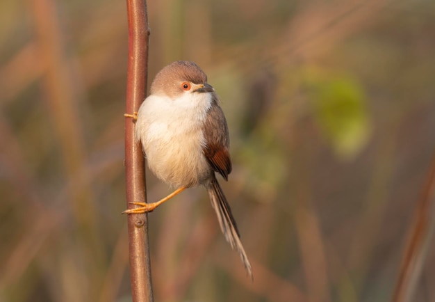 Foto babbler de olhos amarelos em close-up