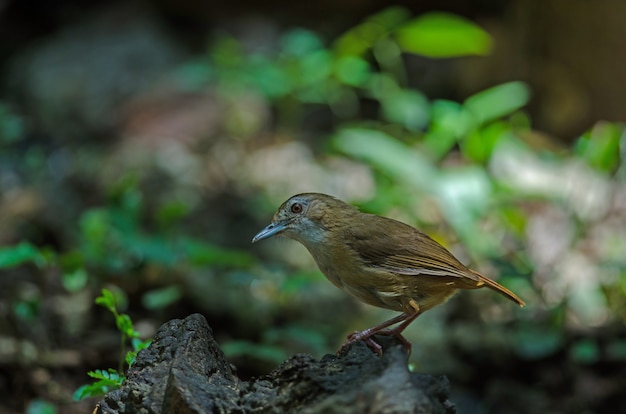 Babbler do Abbott (Malacocincla abbotti)