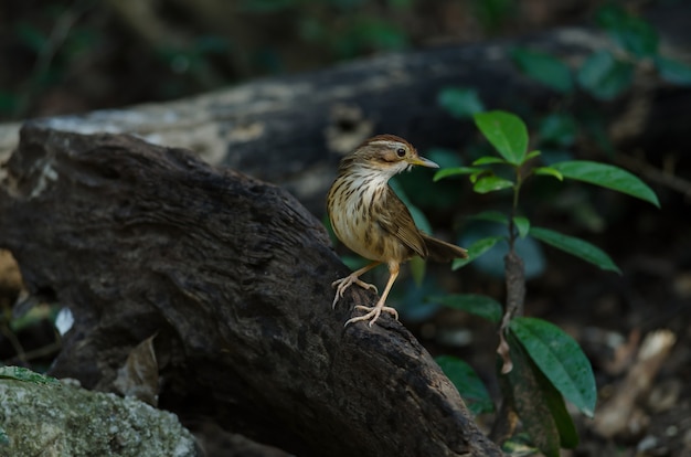 Foto babbler de garganta hinchada en el bosque tropical