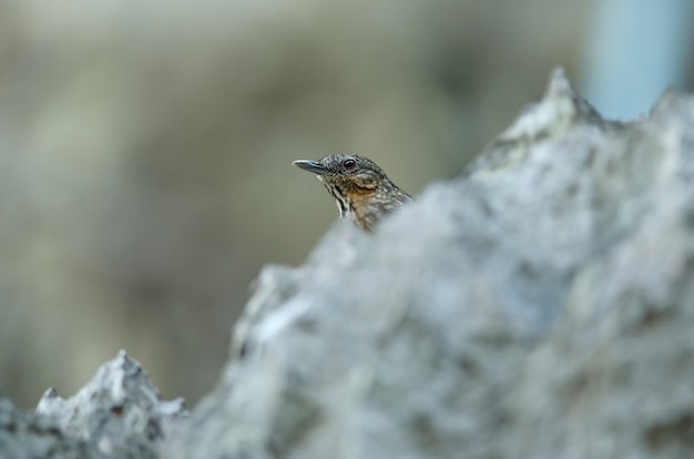 Babbler de la piedra caliza, Babbler de la piedra caliza rufo