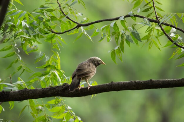 El Babbler Puffthroated sentado en la rama en el entorno de la naturaleza