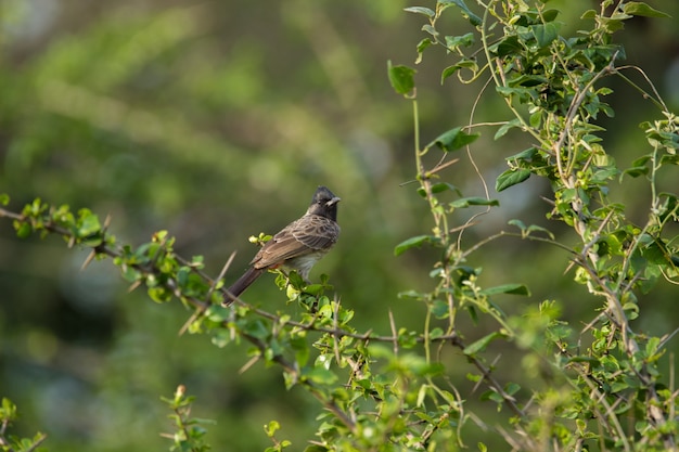 El Babbler Puffthroated sentado en la rama