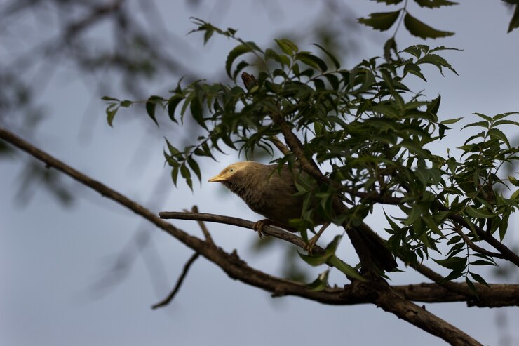 Foto el babbler puffthroated sentado en la rama