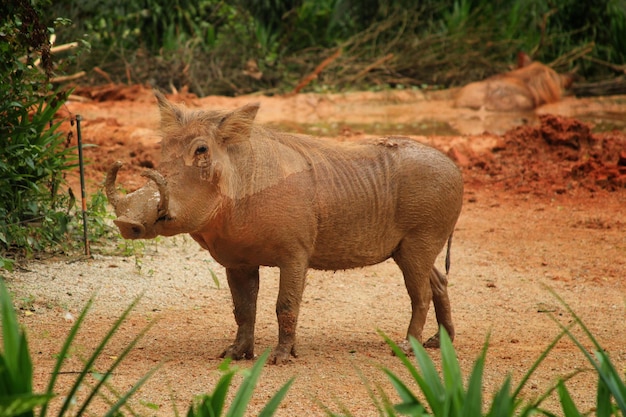 Babi rusa cerdo jabalí en barro