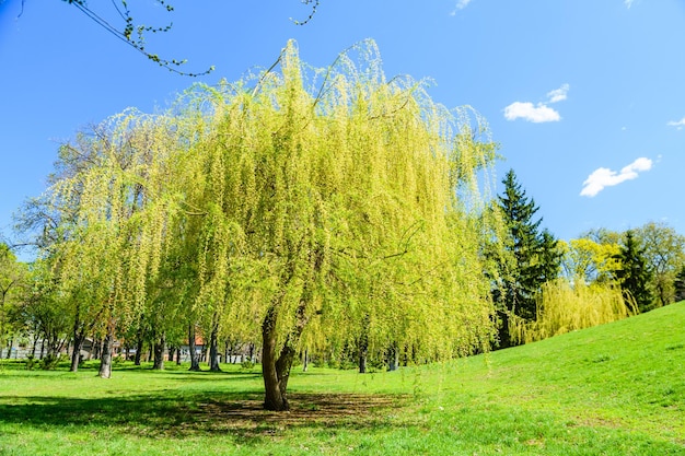 Babilonia sauce salix babylonica en un parque público en primavera