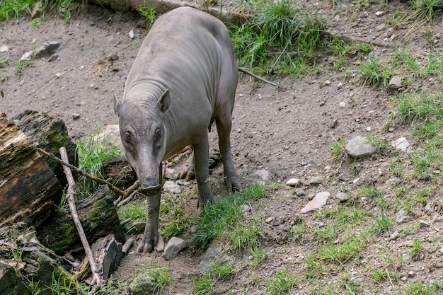 Babirusa Celebes Babyrousa babyrussa especie animal en peligro de extinción Hembra Buru bairusa