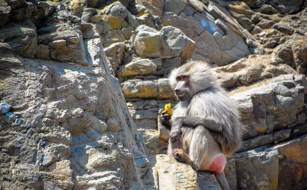 Foto baboon allein weg von thw anderen