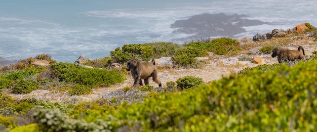 Foto baboon en el cabo de buena esperanza en sudáfrica